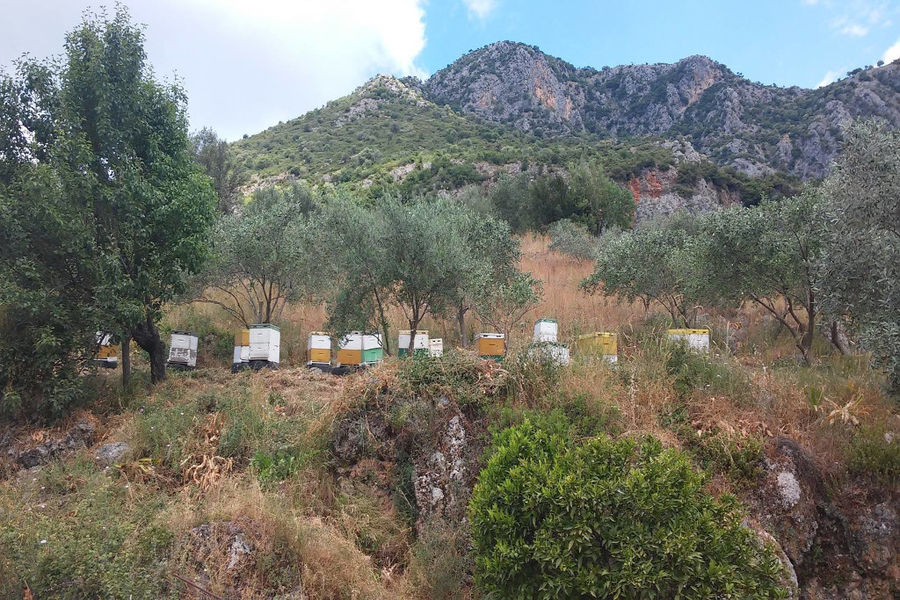 hives on the ground in nature and in the background of mountains at Corfu Beekeeping Vasilakis