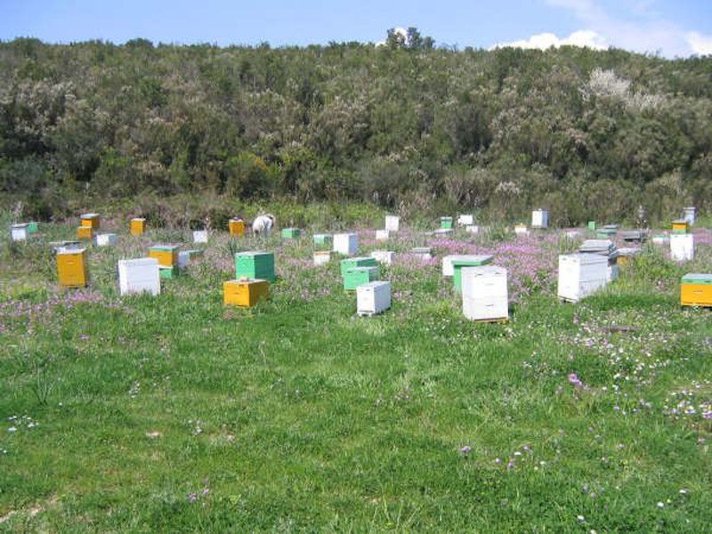 hives on the ground in nature and in the background of trees at Corfu Beekeeping Vasilakis