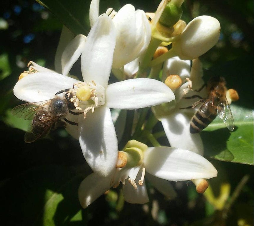 close-up of bees pollinate white flowers in nature at Corfu Beekeeping Vasilakis