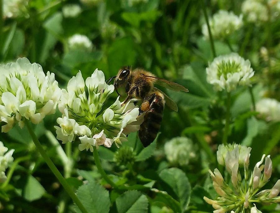 close-up of a bee pollinate white flowers in nature at Corfu Beekeeping Vasilakis