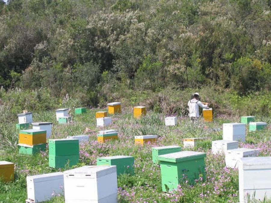 a lot of hives on the ground in nature at Corfu Beekeeping Vasilakis