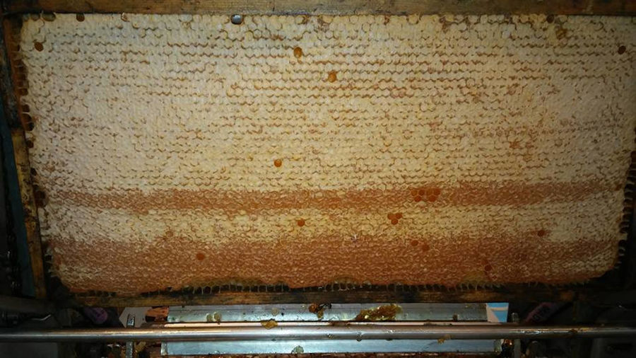 a hive with honey at Corfu Beekeeping Vasilakis facilities