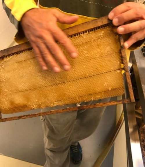man collecting honey from the hive at Corfu Beekeeping Vasilakis facilities