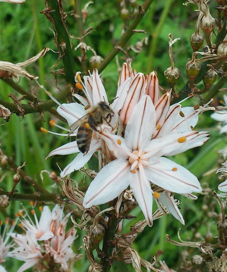 close-up of bee pollinate a white flower in nature at Corfu Beekeeping Vasilakis