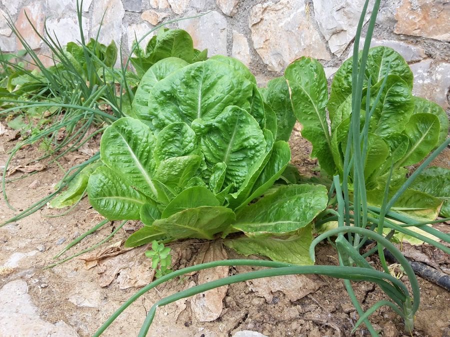 green salat on the ground in Country Hotel Velani's vegetable garden