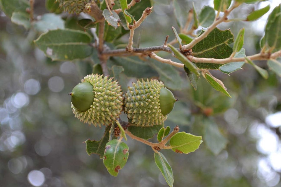 tree's branches with hazelnuts olives at Country Hotel Velani