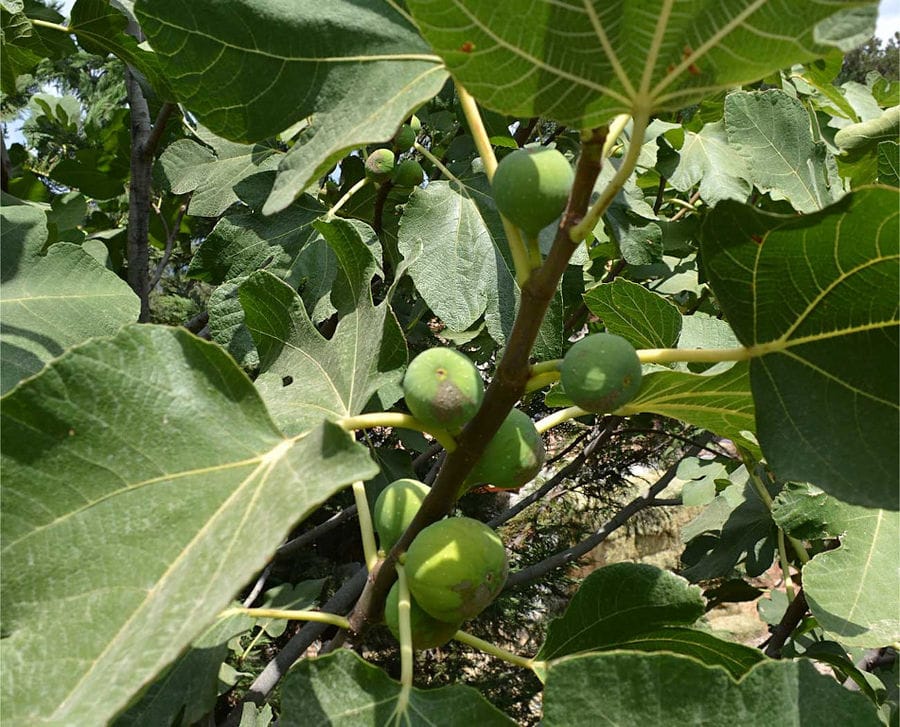 tree's branches with figs olives at Country Hotel Velani