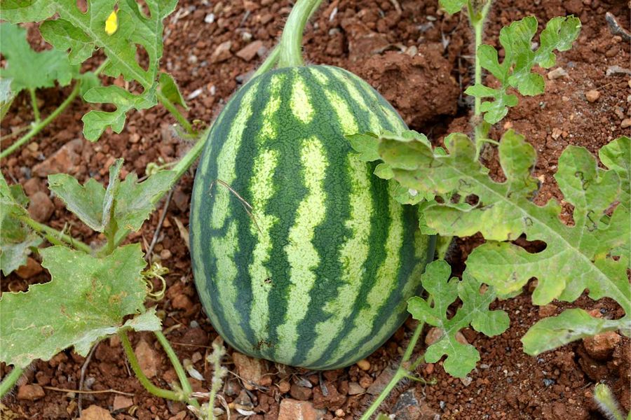 watermelon on the ground in Country Hotel Velani's vegetable garden