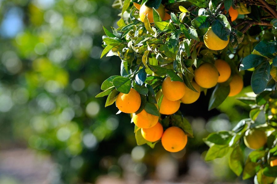 tree's branches with oranges at Country Hotel Velanii