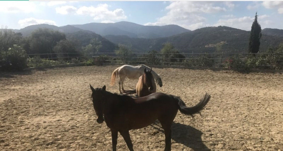 horses walking in Country Hotel Velani's riding school