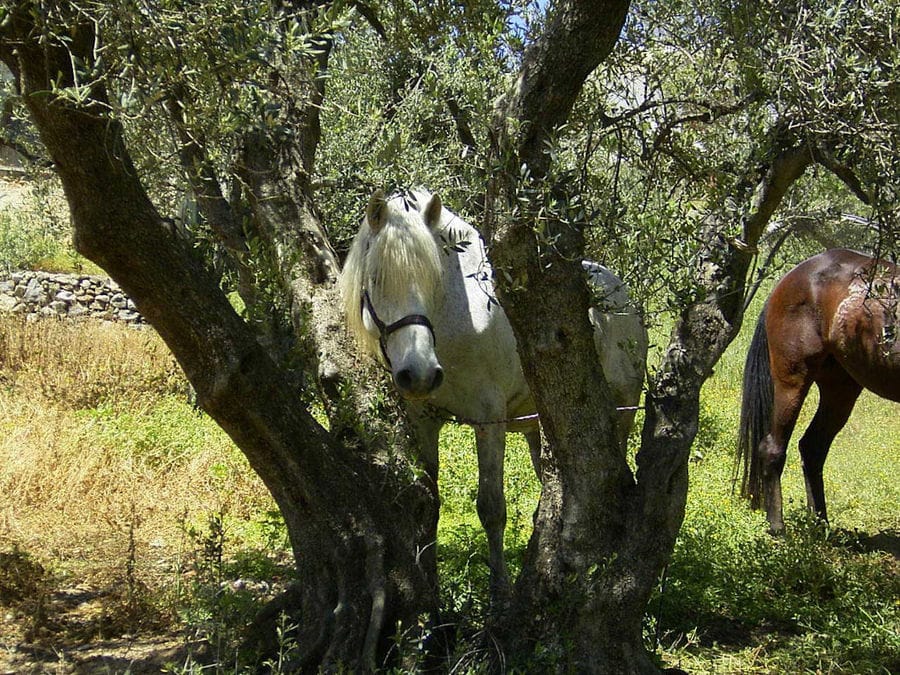 white and brown horses enjoy the shade of the olive trees at Country Hotel Velani