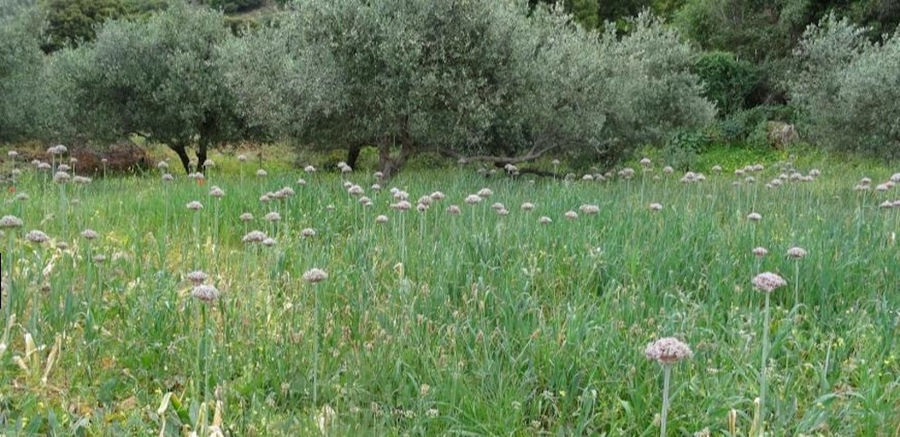 flowers and green grass, olive trees in nature at Country Hotel Velani