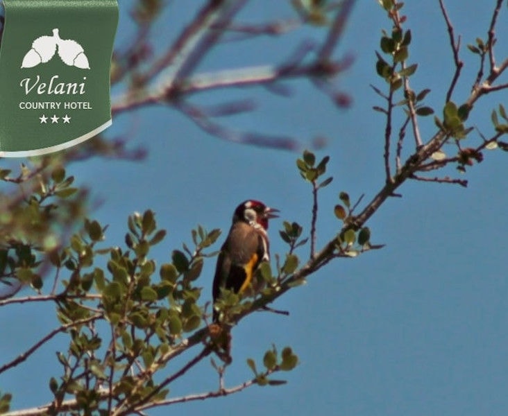 bird on the branch singing in nature at Country Hotel Velani