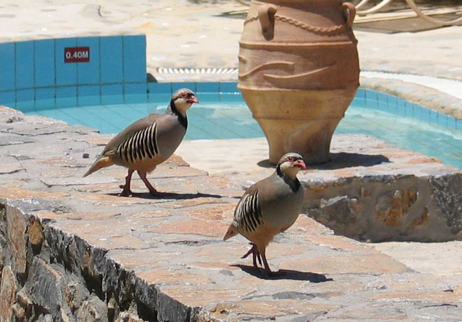 pigeons walking on the Country Hotel Velani's stone wall