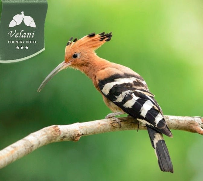 long-billed bird on the branch in nature at Country Hotel Velani