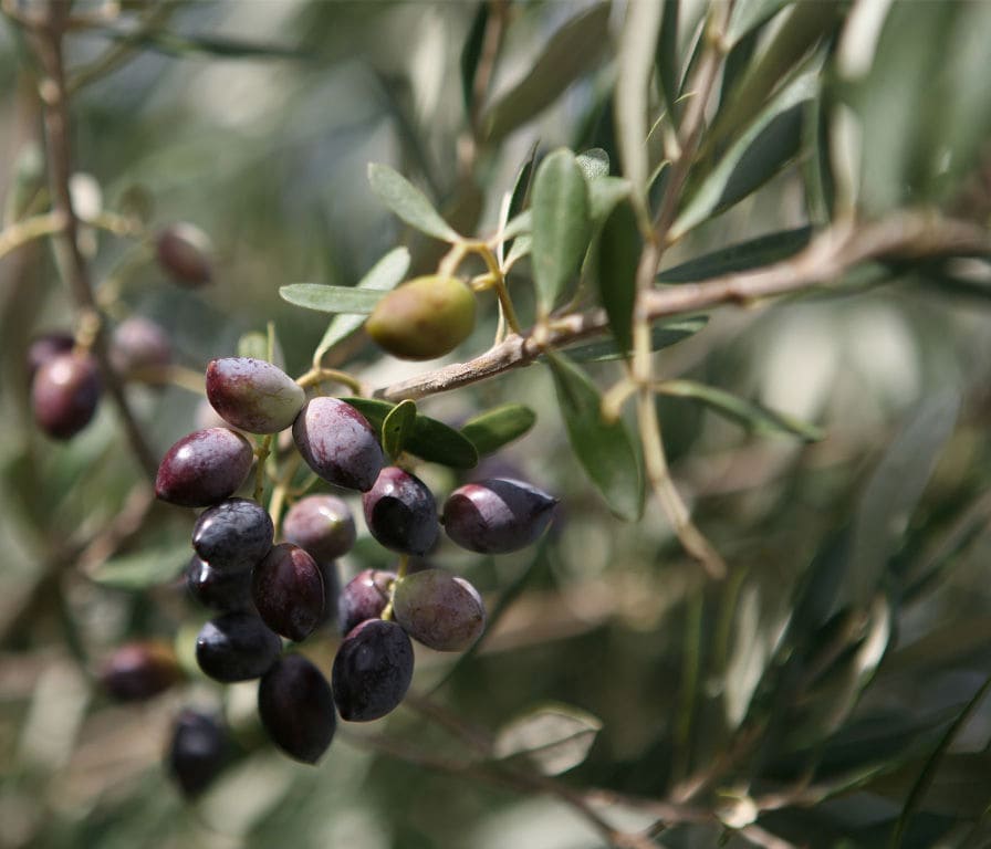 olive tree's branches with black olives at Country Hotel Velani