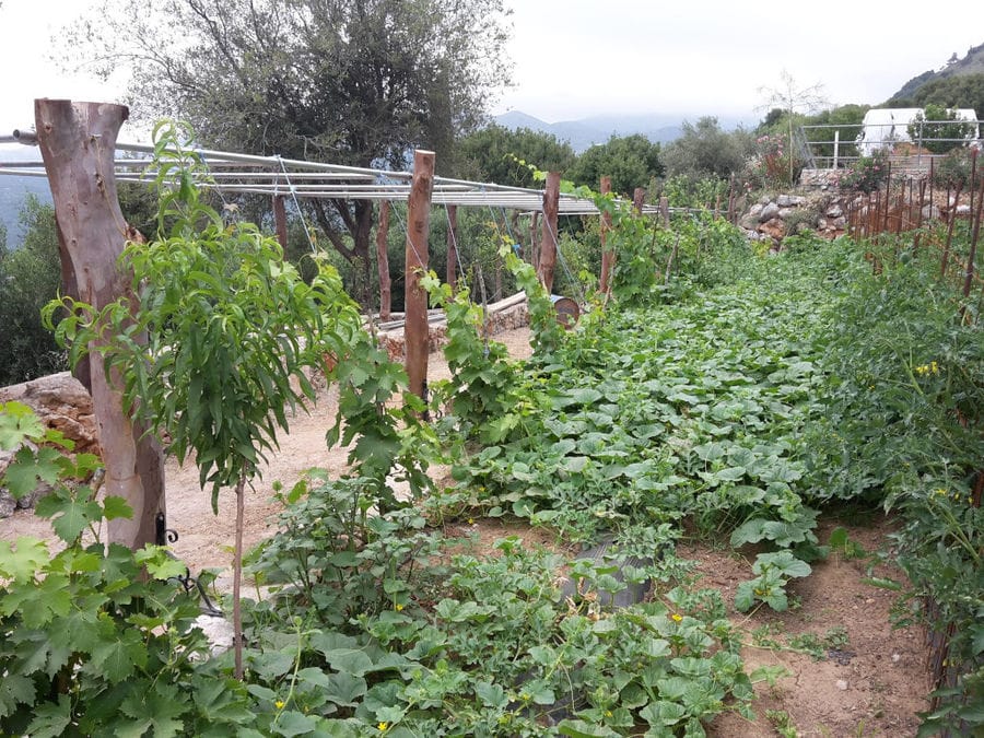 Country Hotel Velani's vegetable garden