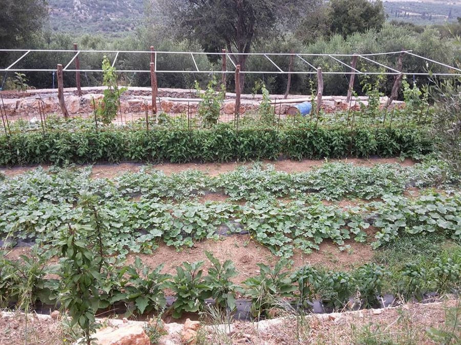 Country Hotel Velani's vegetable garden