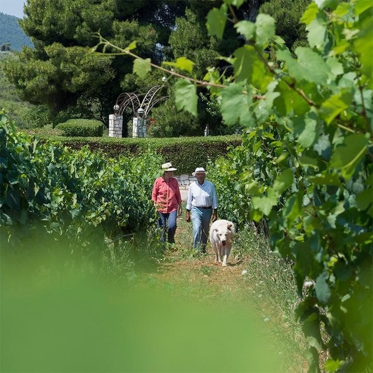 couple with sun hats and a dog walking in Ktima Kokotou vineyards
