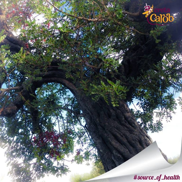 carob tree at Creta Carob