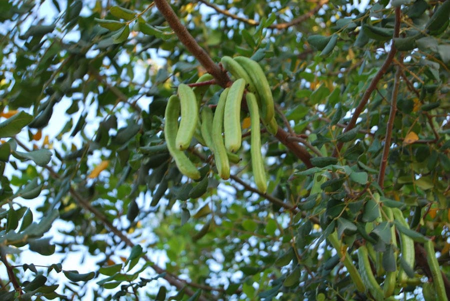 carob tree's branches with fresh pods at Creta Carob