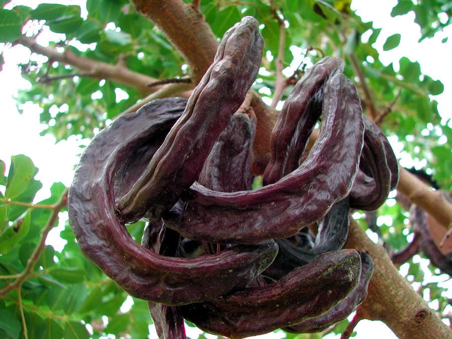 carob tree's branches with dry pods in nature at Creta Carob