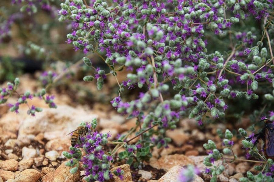 view up close of 'Cretian Feast' aromatic crops with purple flowers