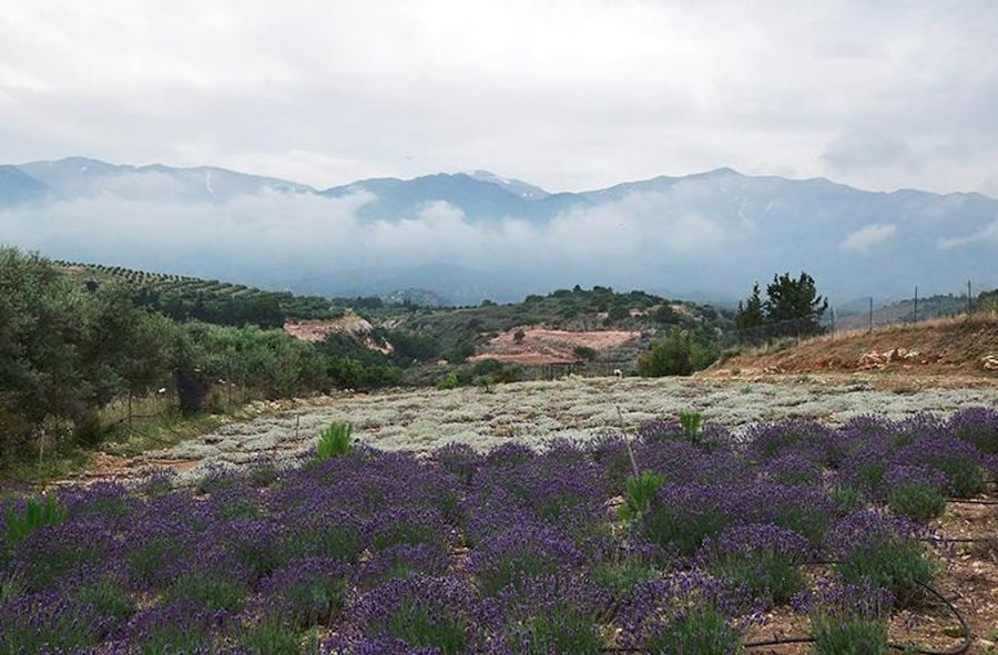 'Cretian Feast' lavandula crops with flowers and trees on the background and mountains