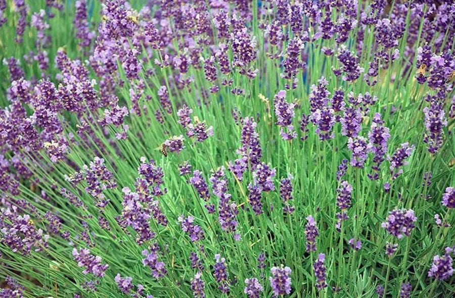 view up close of 'Cretian Feast' lavandula crops with flowers