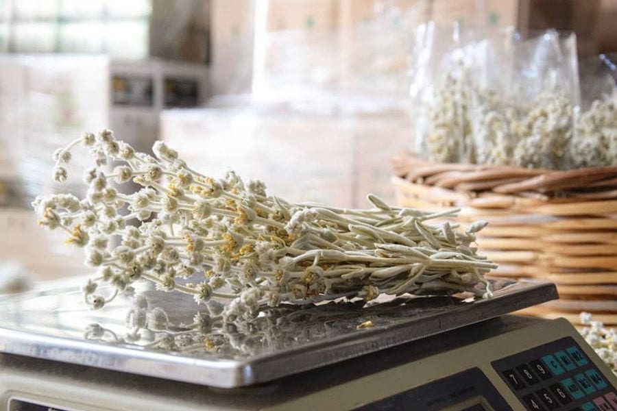 dried bush of Sideritis on the electronic laboratory balance at 'Cretian Feast' plant