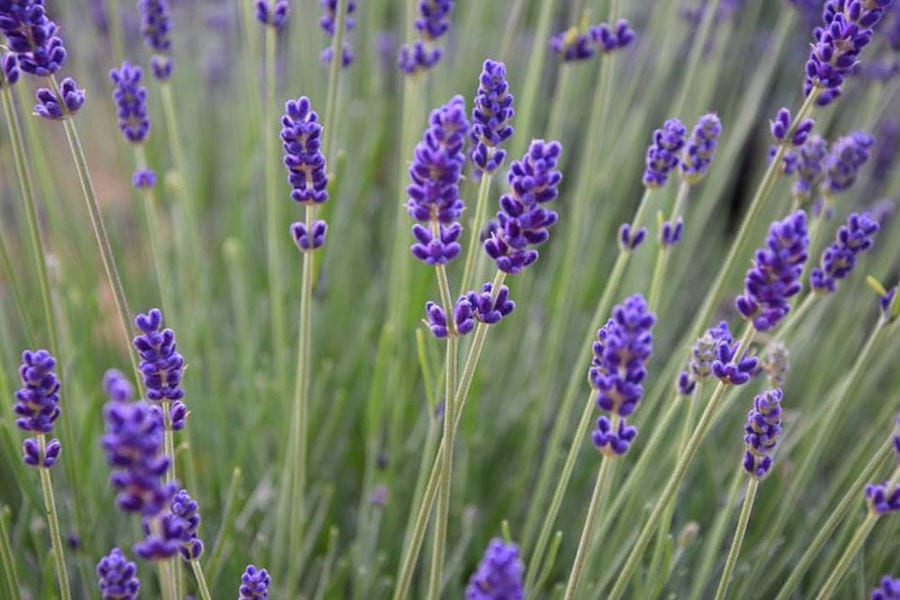 view up close of 'Cretian Feast' lavandula crops with flowers