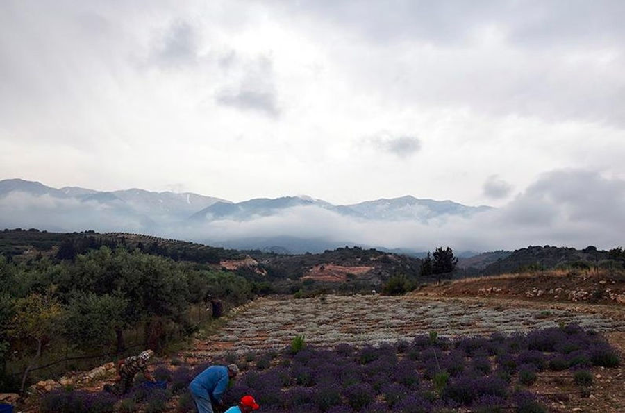 men working in 'Cretian Feast' lavandula crops with flowers and trees on the background and mountains