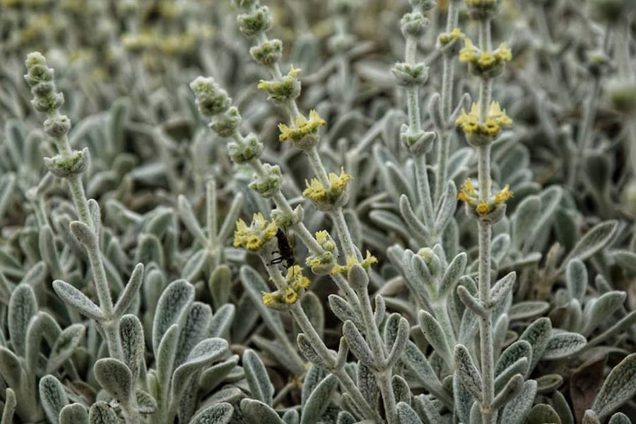view up close of crops of Sideritis also known as mountain tea at 'Cretian Feast'