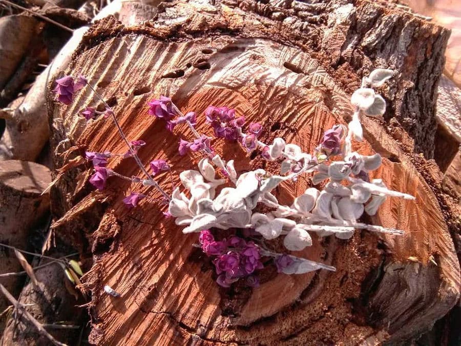 dried bushes of purple flowers and Sideritis on the cutting tree' trunk from 'Cretian Feast' crops