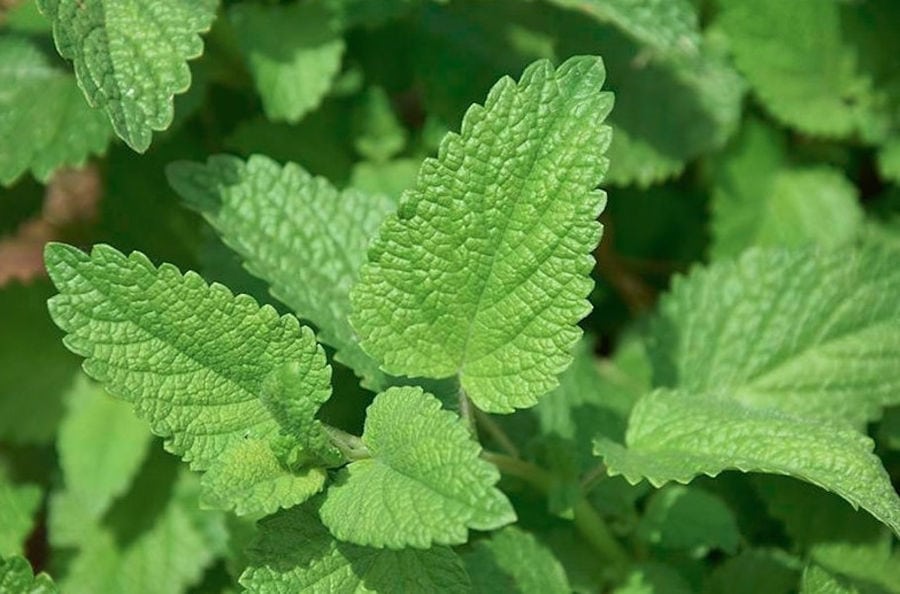 view up close of 'Cretian Feast' mint crops
