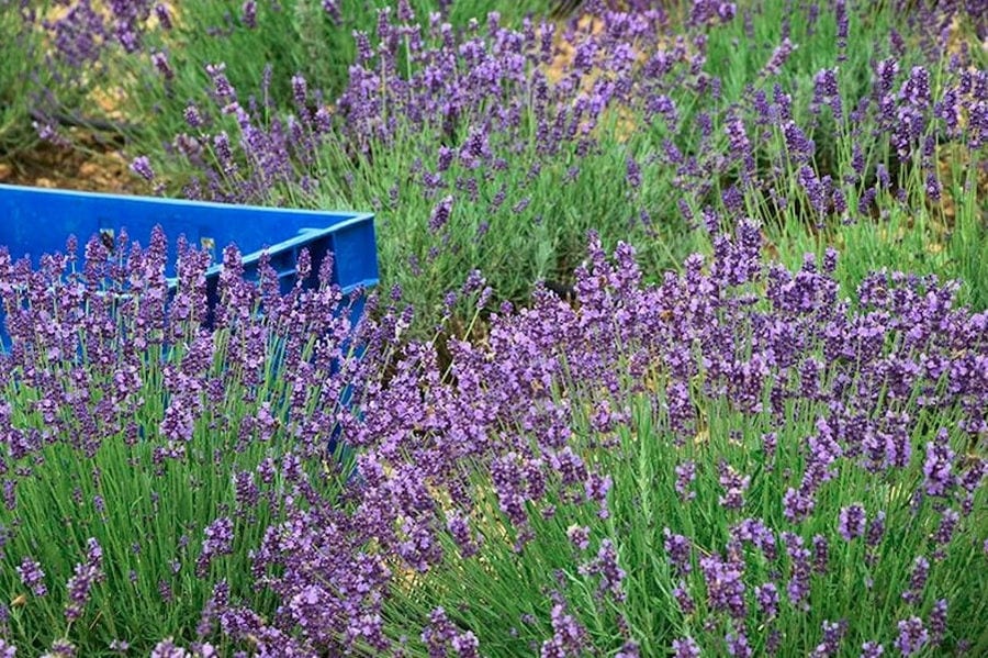 view up close of 'Cretian Feast' lavandula crops with flowers and a plastic crate on the ground