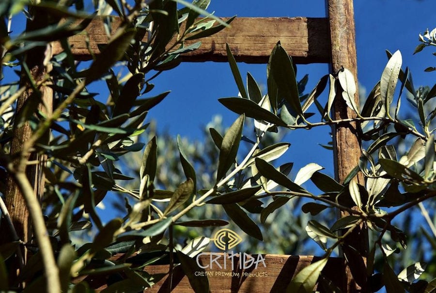 olive tree brunches in nature at Critida