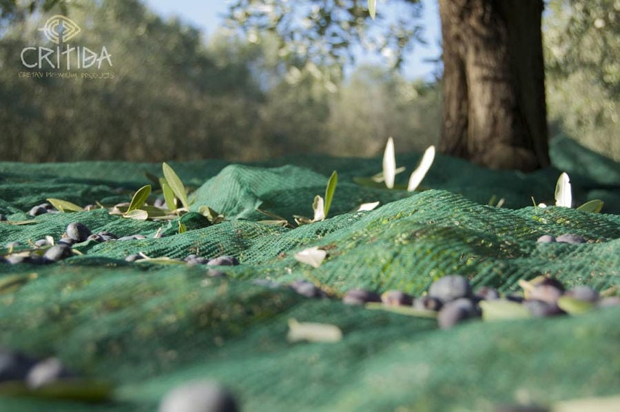 olive harvesting, olives on green raffia on the ground at Critida