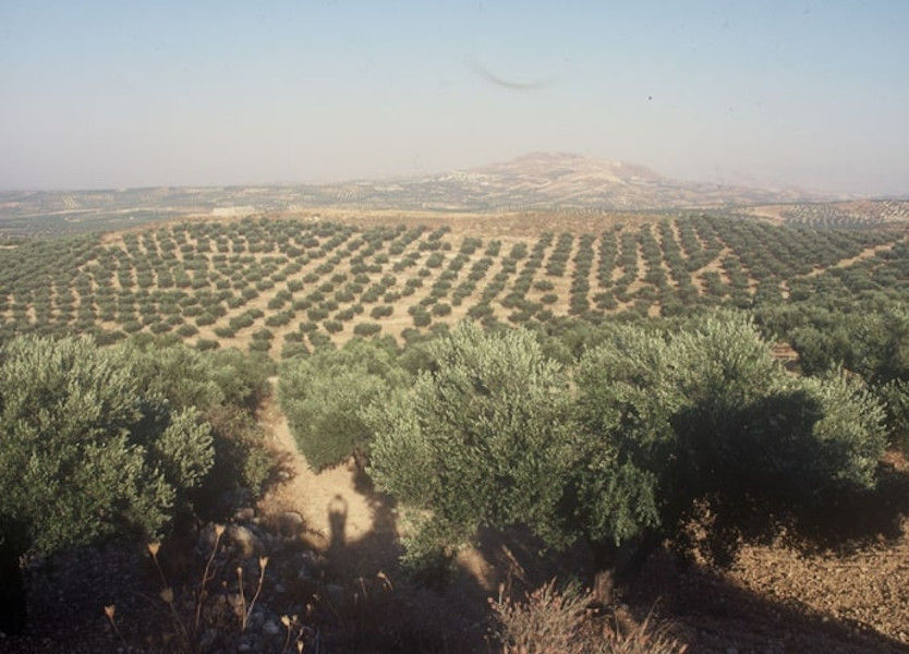 olive trees in nature, mountains and blue sky at Critida