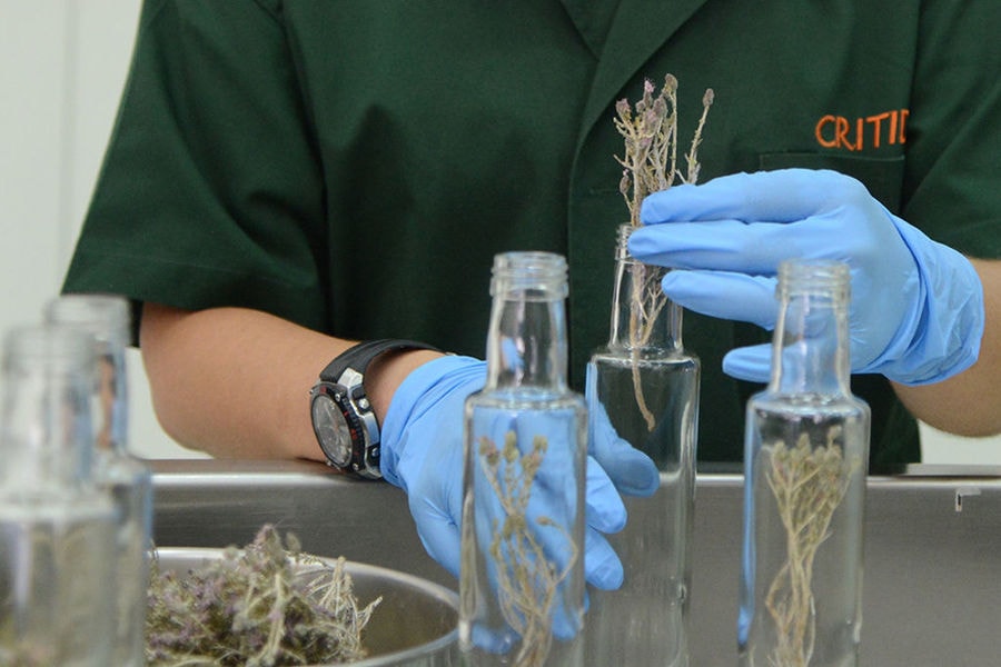 hands covered by blue gloves put dry herbs in bottles at Critida