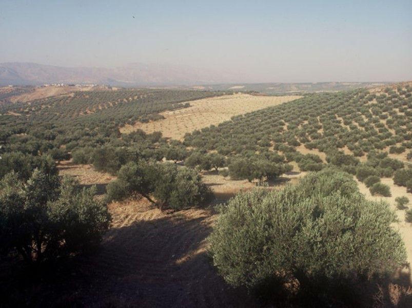 olive trees in nature and blue sky at Critida