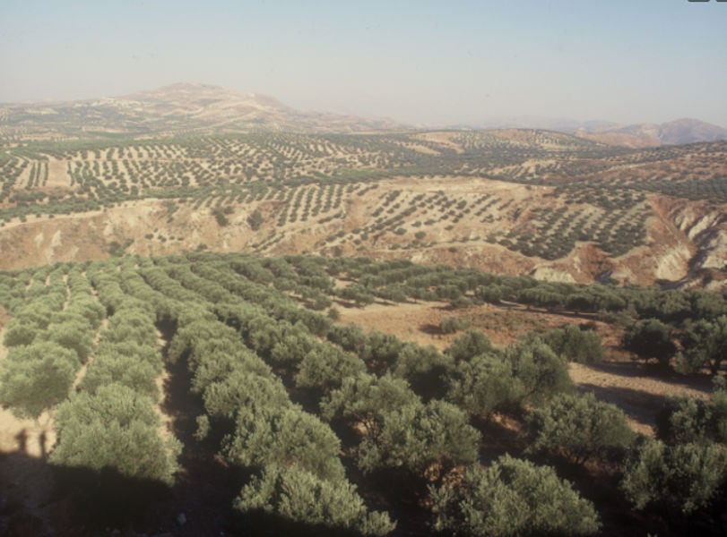 olive trees in nature, mountains and blue sky at Critida
