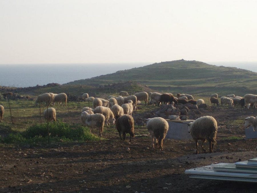 a group of sheeps from 'Vasilas Dairy' farm grazing on grass in the background of mountain
