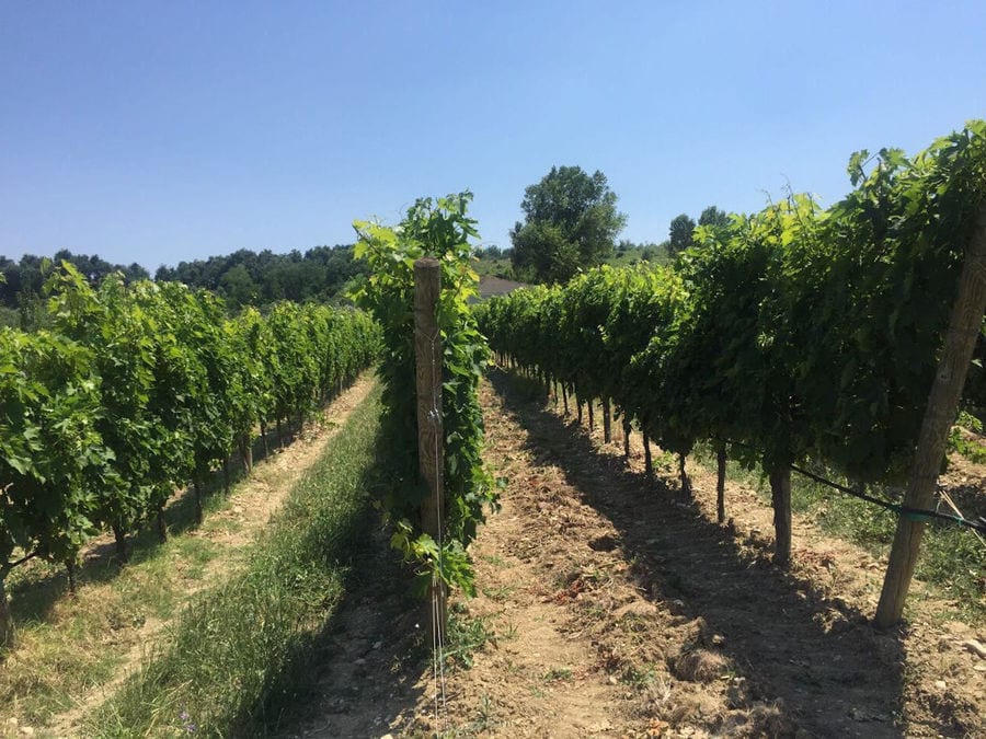 rows of vines at 'Dionysia Kelaria' vineyards in the background of trees and blue sky
