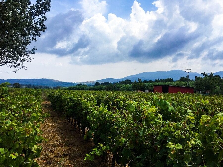 rows of vines at ‘Dionysia Kelaria’ vineyards that recognized with many awards