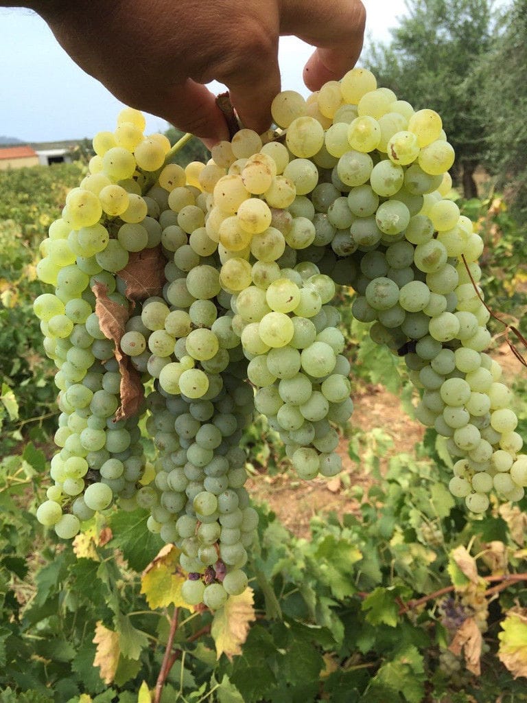 man holding bunches of white grapes and showing at the camera at 'Dionysia Kelaria' vineyards