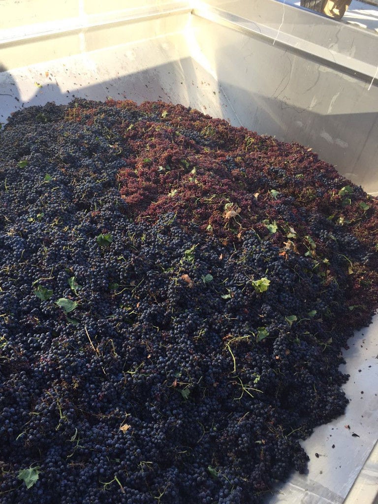 bunches of black grapes from 'Dionysia Kelaria' vineyards into aluminum vat