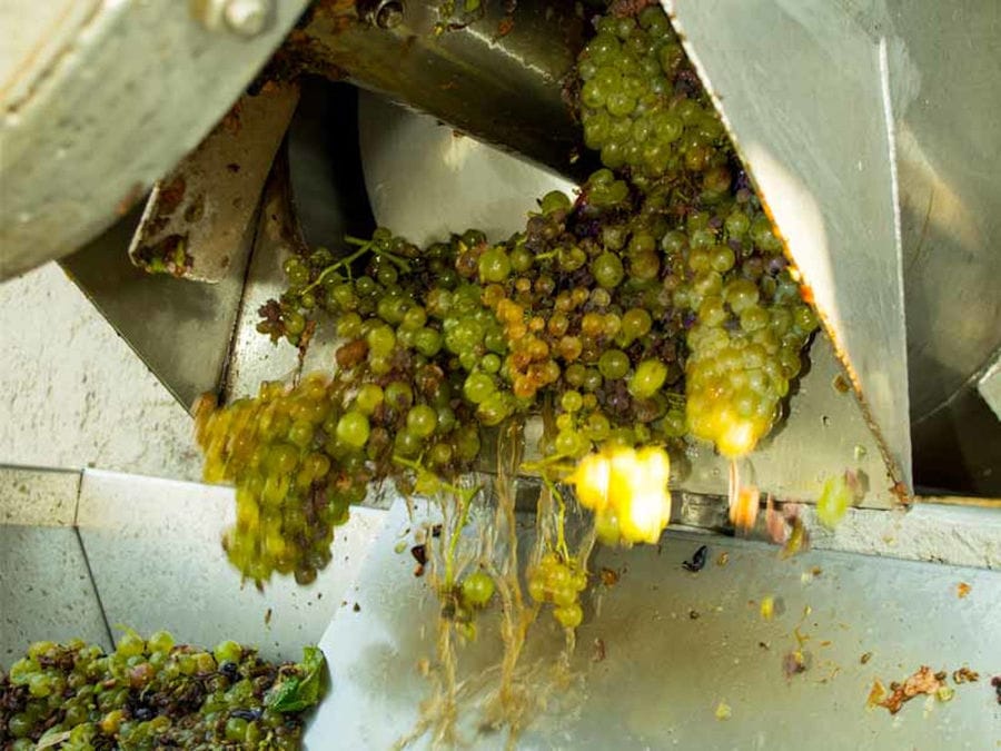 part of grapes press machine inside with bunches of grapes at 'Dionysia Kelaria' plant