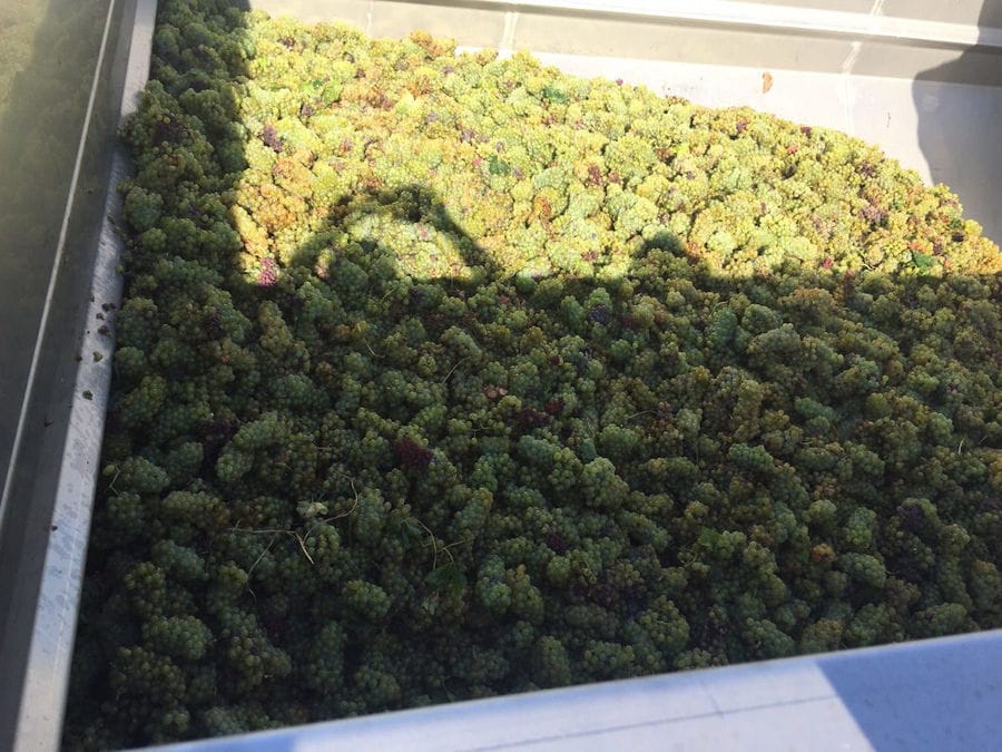 bunches of white grapes from 'Dionysia Kelaria' vineyards into aluminum vat