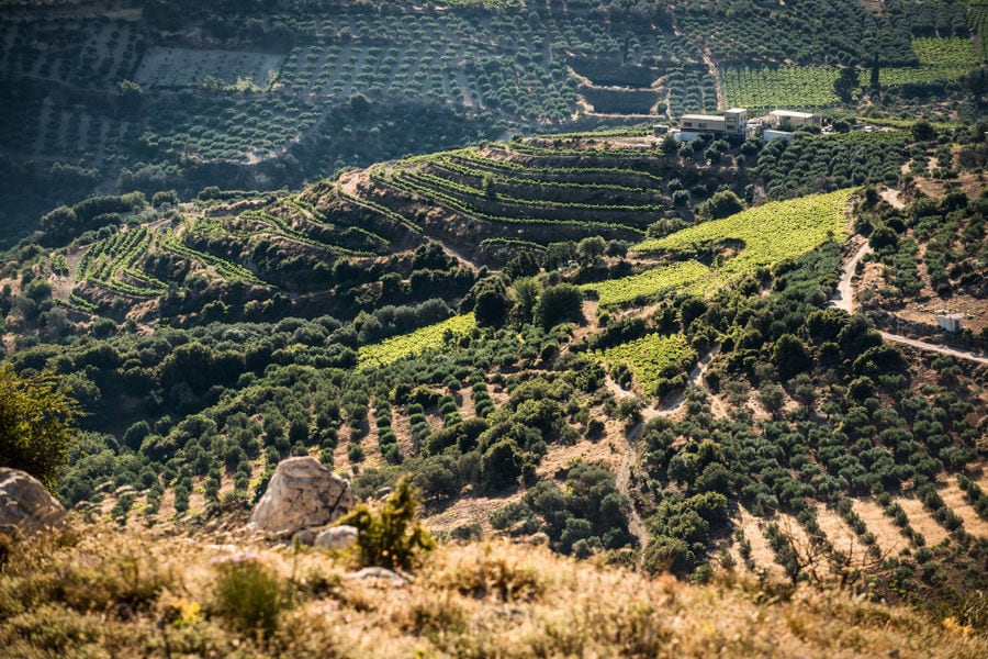 'Diamantakis Winery' vineyards and trees from above